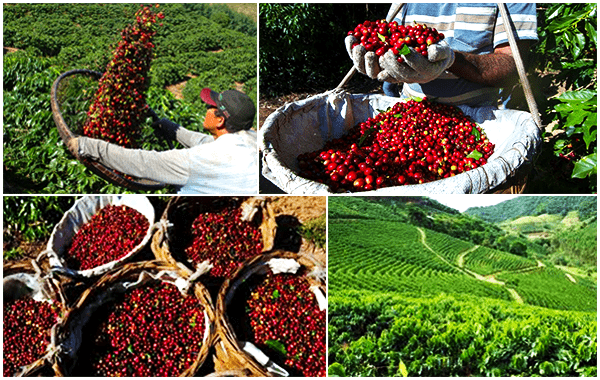 Grãos secos de café arábica (coffea arábica) e conilon (coffea